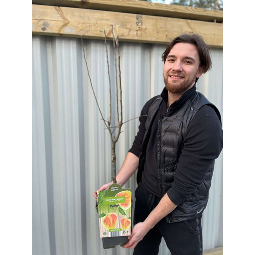 Patio/Dwarf Apple Tree 'Benoni' 1m