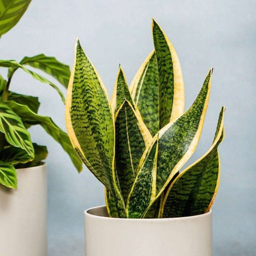 Sansevieria Futura Superba | Mother In Laws Tongue (Snake Plant) 30-35cm