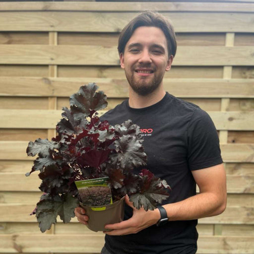 Heuchera 'Dark Secret' 2L -