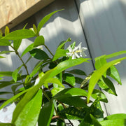 Trachelospermum jasminoides | Evergreen Star Jasmine Cone -