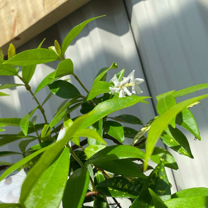 Trachelospermum jasminoides | Evergreen Star Jasmine Cone -
