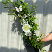 Trachelospermum jasminoides | Evergreen Star Jasmine Cone -