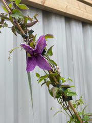 Clematis 'Sunny Sky' 90-95cm -