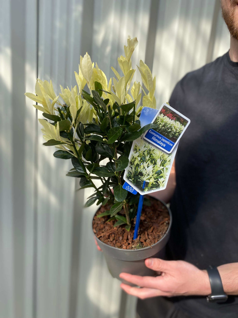Euonymus japonica 'Himalaya' 9cm/2L/5L -