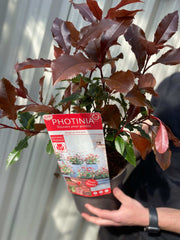 Photinia 'Magical Volcano' 5L (Multibuy Offers Available)
