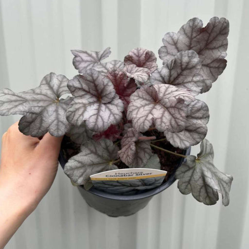Heuchera 'Cinnabar Silver' 2L -