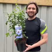 Hibiscus Syriacus 'Marina' 1.5L