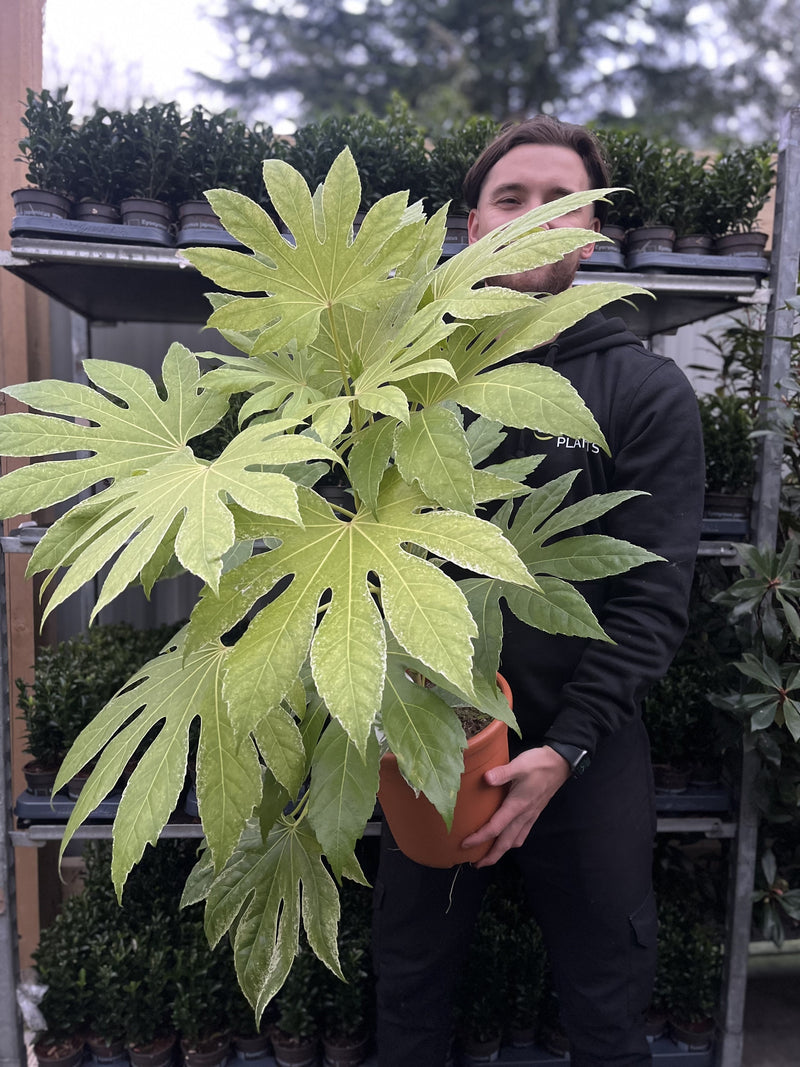 Fatsia japonica 'Spider's Web' 9cm-7.5L -