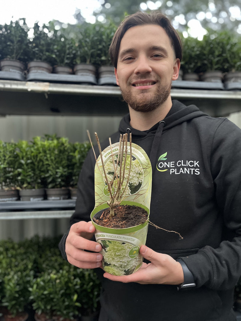 Hydrangea paniculata Phantom 1L (30-40cm inc. pot) -