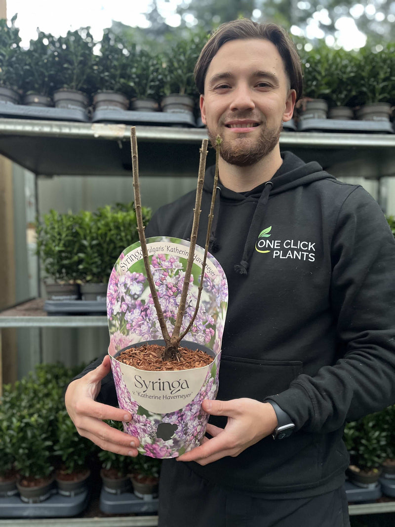 Syringa vulgaris 'Katherine Havemeyer' (Lilac) 2L -