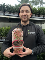 Hydrangea paniculata 'Pink Diamonds' 1/2L -