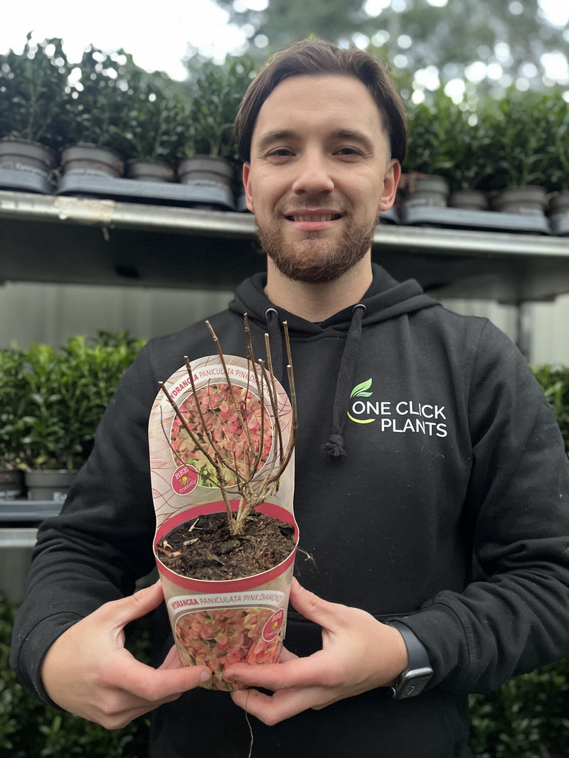 Hydrangea paniculata 'Pink Diamonds' 1/2L -