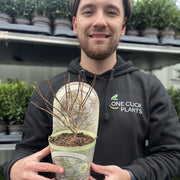 Hydrangea paniculata 'Silver Dollar' 1.5/10L -