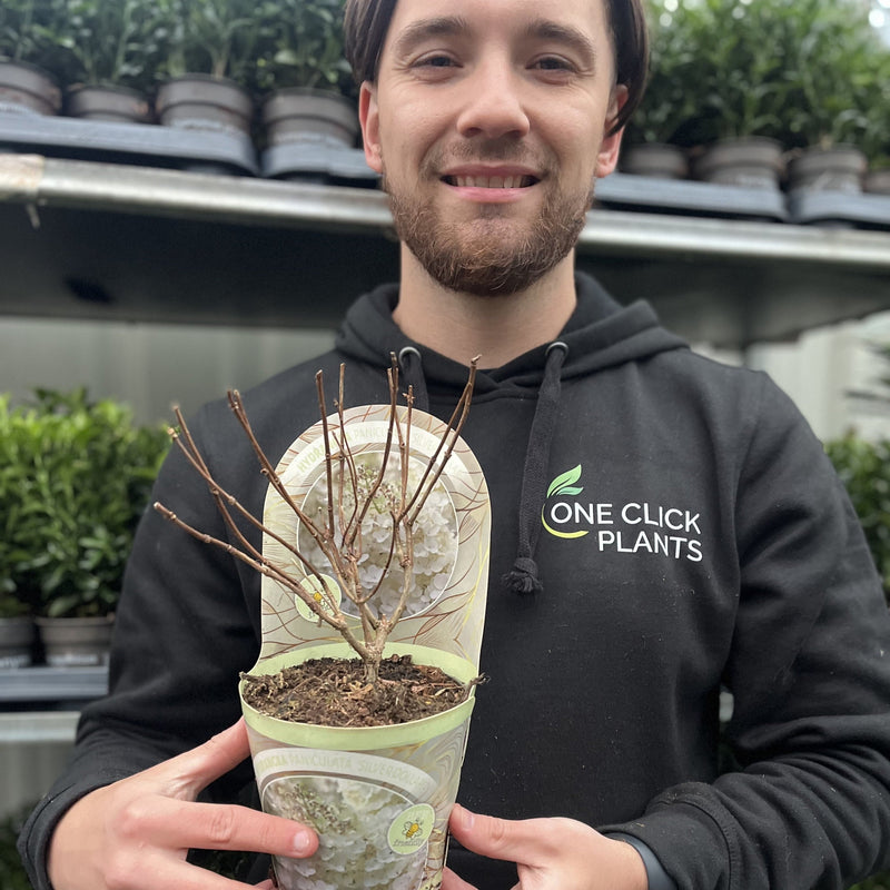 Hydrangea paniculata 'Silver Dollar' 1.5/10L -