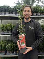 Pyracantha coccinea 'Red Column' 1L/2L -