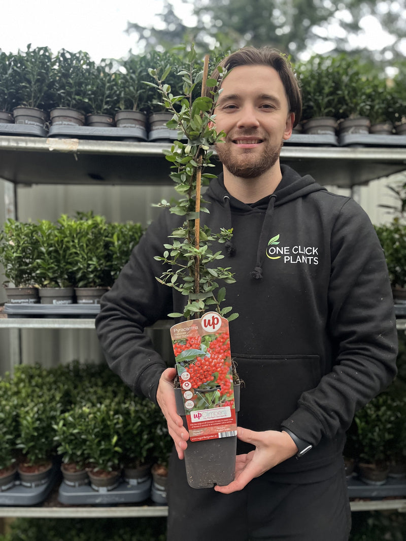 Pyracantha coccinea 'Red Column' 1L/2L -
