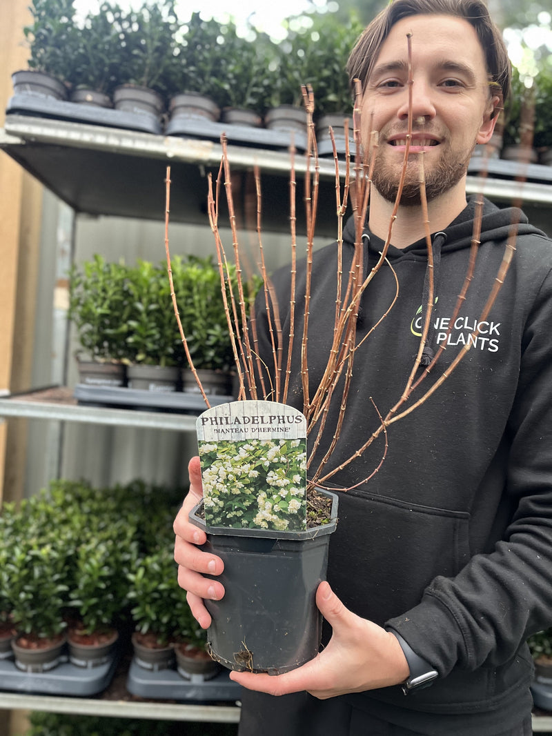 Philadelphus 'manteau d'Hermine' 1L / 2L -