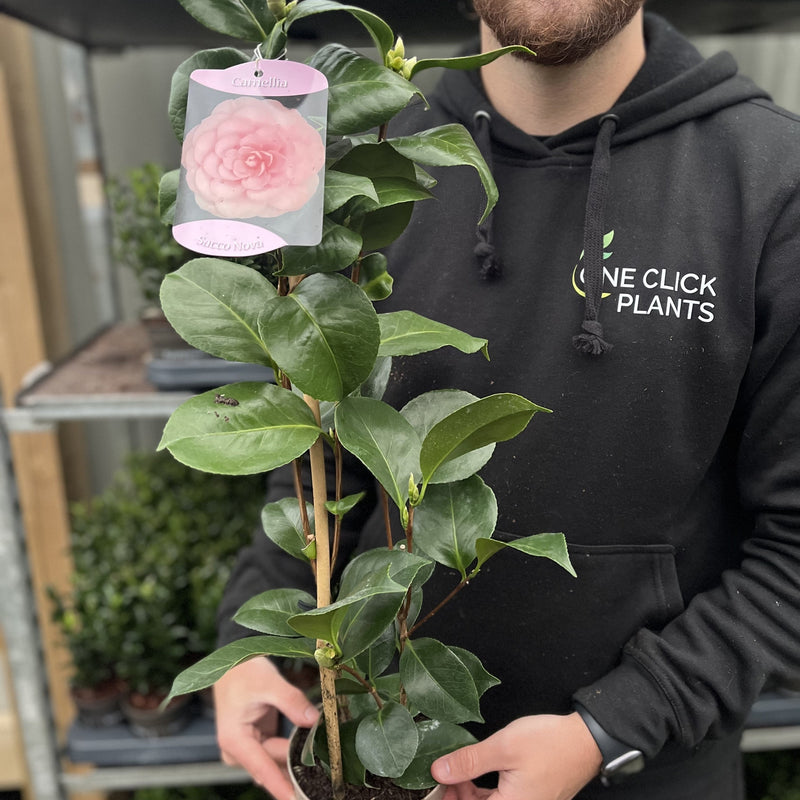 Camellia japonica ‘Sacco Nova' -