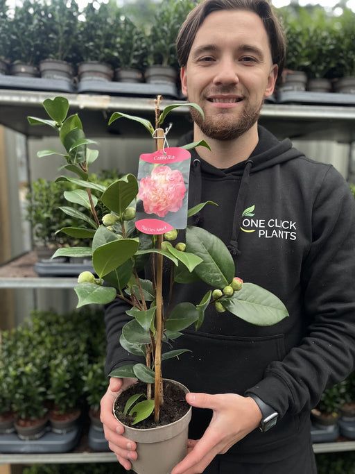 Camellia japonica ‘Nuccio’s Jewel’ -