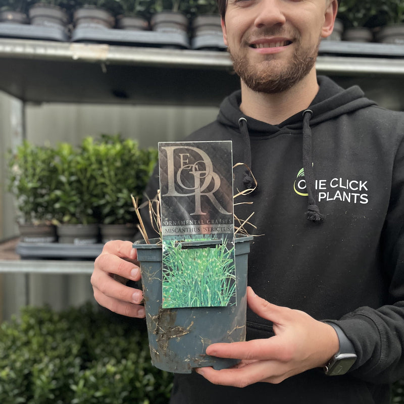 Miscanthus sinensis ‘Strictus’ 2L -