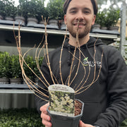 Deutzia gracilis 1L/2L -