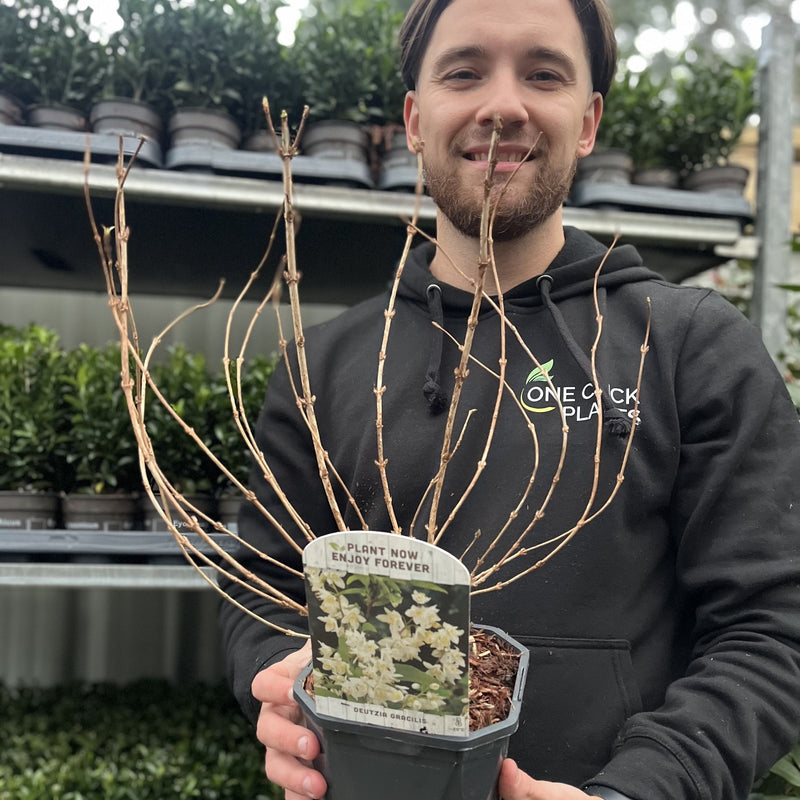 Deutzia gracilis 1L/2L -