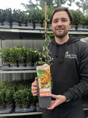 Pyracantha 'Soleil D'or' 1L/2L -