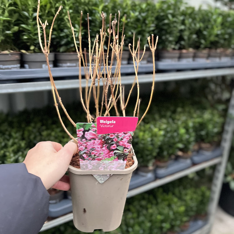 Weigela Victoria 1L -