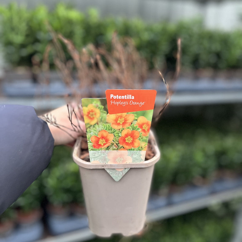 Potentilla fruticosa 'Hopleys Orange' 1L -