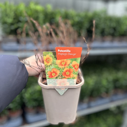 Potentilla fruticosa 'Hopleys Orange' 1L -