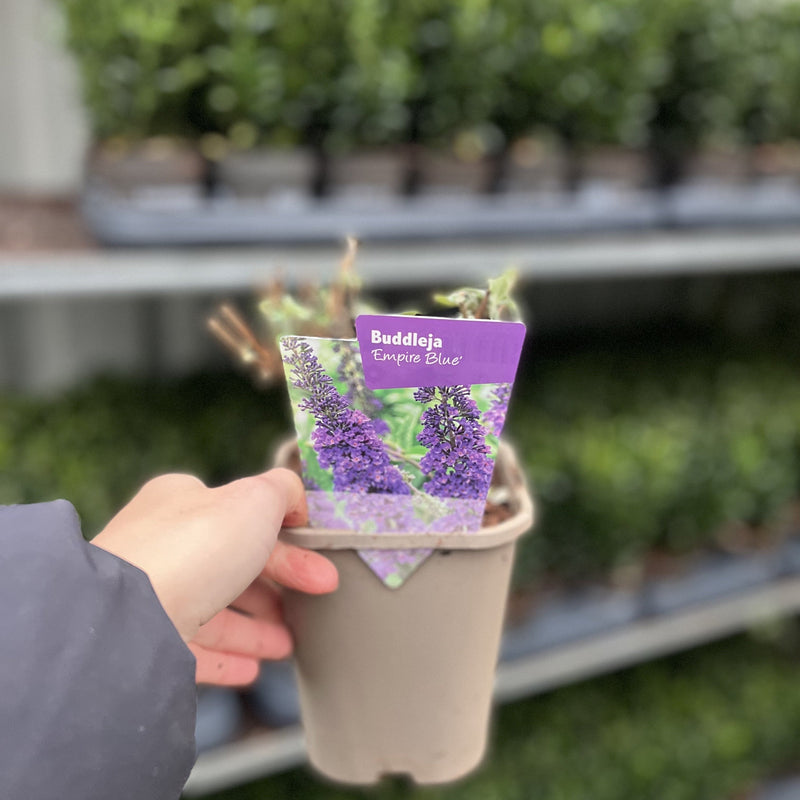 Buddleja davidii 'Empire Blue' 1L -