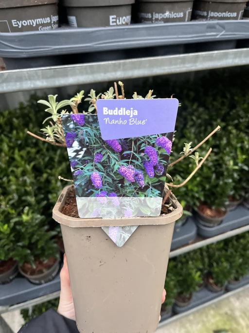 Buddleja davidii 'Nanho Blue' 1L -