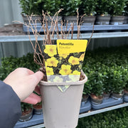 Potentilla 'Klondike’ 1L -