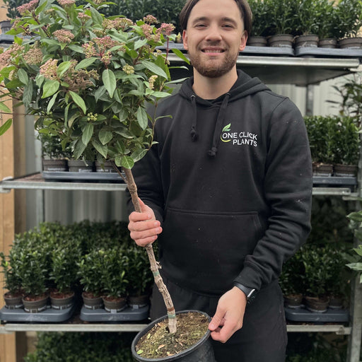 Viburnum tinus Patio Tree 90-100cm