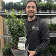 Euonymus fortunei 'Paloma Blanca' 9cm/1.5L/2L/5L (Multibuy Offers Available) -
