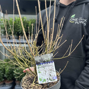 Syringa 'Flowerfesta White' Mini/Dwarf Lilac 4.5L -