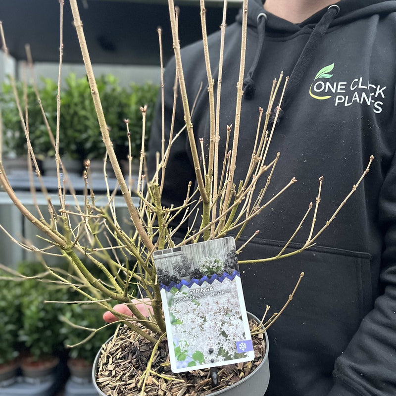 Syringa 'Flowerfesta White' Mini/Dwarf Lilac 4.5L -