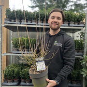 Syringa 'Flowerfesta White' Mini/Dwarf Lilac 4.5L -