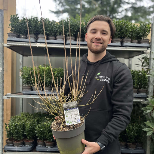 Syringa 'Flowerfesta White' Mini/Dwarf Lilac 4.5L -