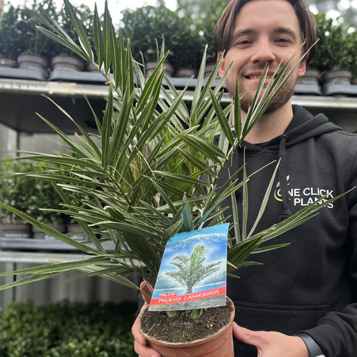 Phoenix Palm | Phoenix canariensis 'Canary Island Date Palm' 60-70cm / 70-80cm -