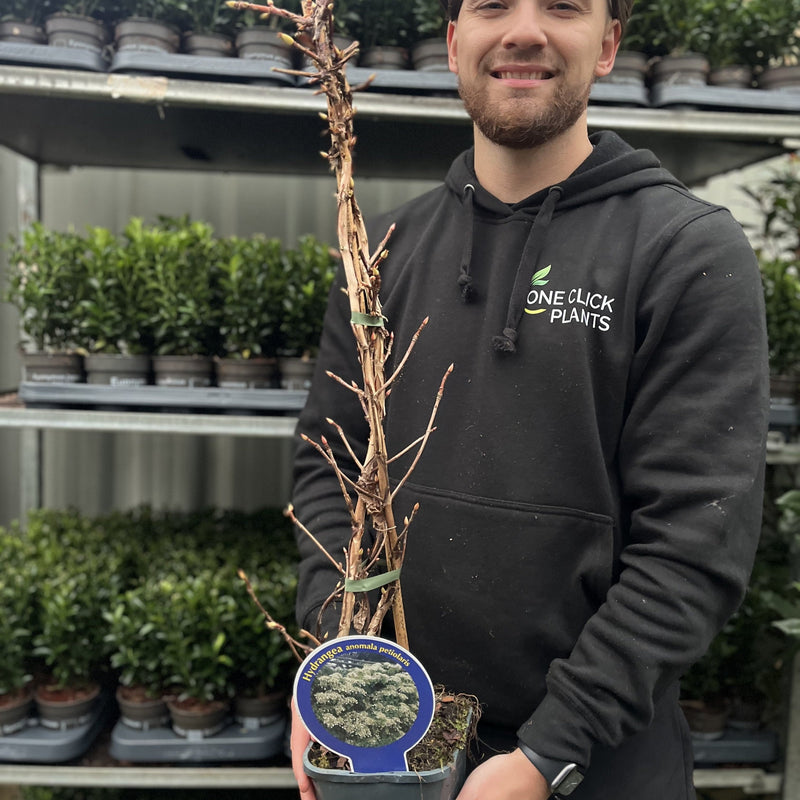 Climbing Hydrangea 'Hydrangea petiolaris' 2L (60-70cm) -