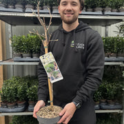 Magnolia stellata Standard Tree | Star Magnolia 90-100cm -