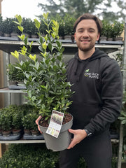 Euonymus japonica 'Himalaya' 9cm/2L/5L -