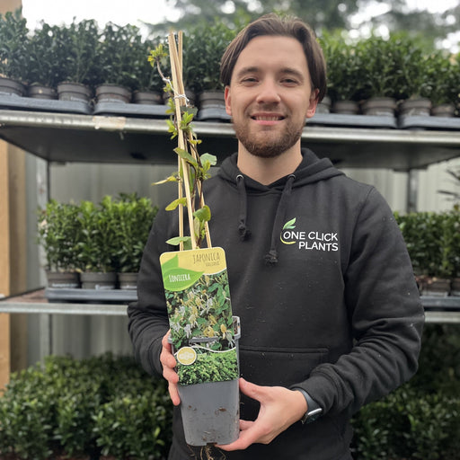 Honeysuckle 'Halliana' | Lonicera japonica 60cm -