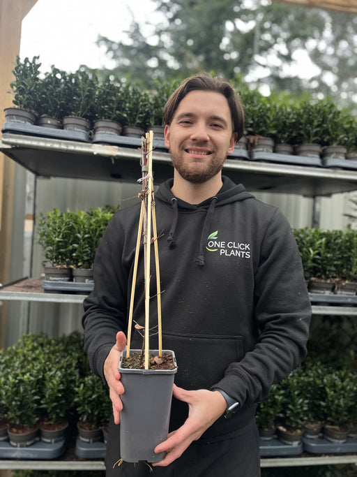 Clematis montana Grandiflora 60cm -