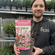 Syringa Meyeri Pink Perfume 3L -