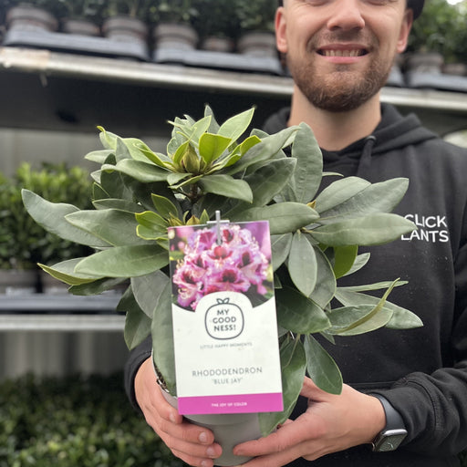 Rhododendron 'Blue Jay' 2L -