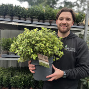 Pittosporum tenuifolium 'Gold Star' 9cm / 5L Ball -