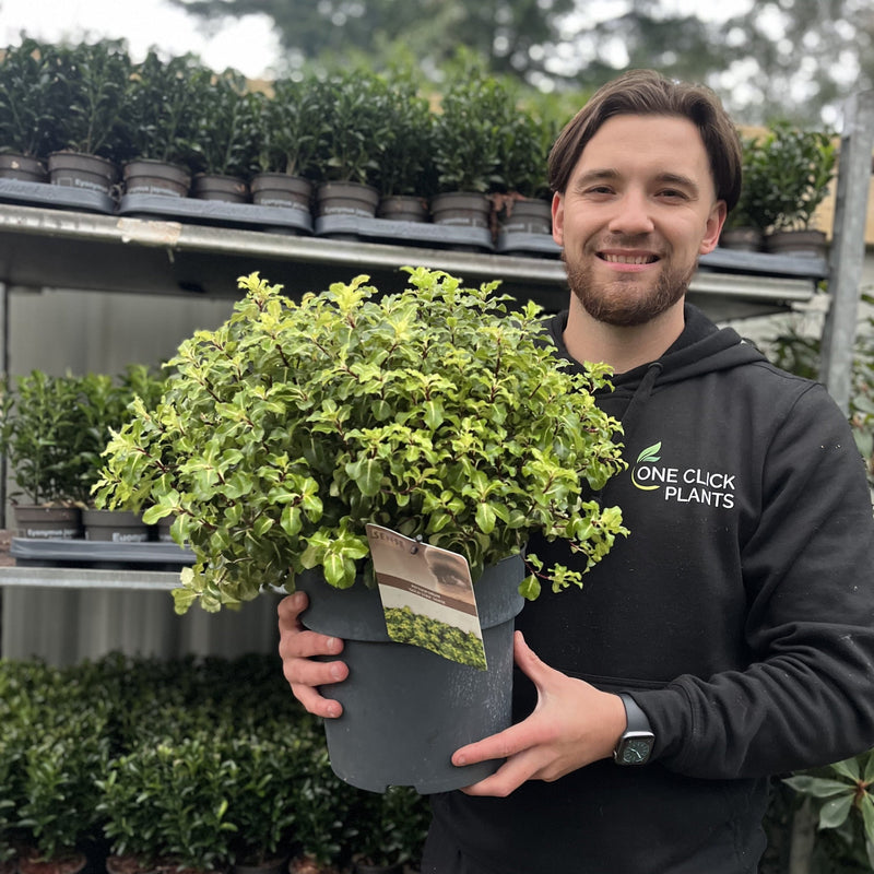 Pittosporum tenuifolium 'Gold Star' 9cm / 5L Ball -