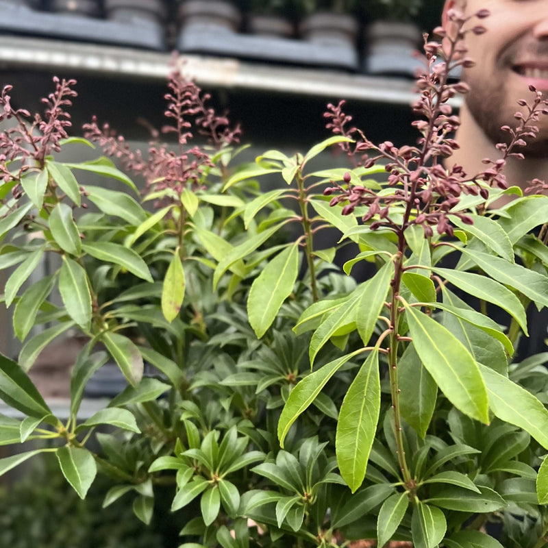 Pieris japonica 'Passion' 3L (50-60cm) - Home & Garden